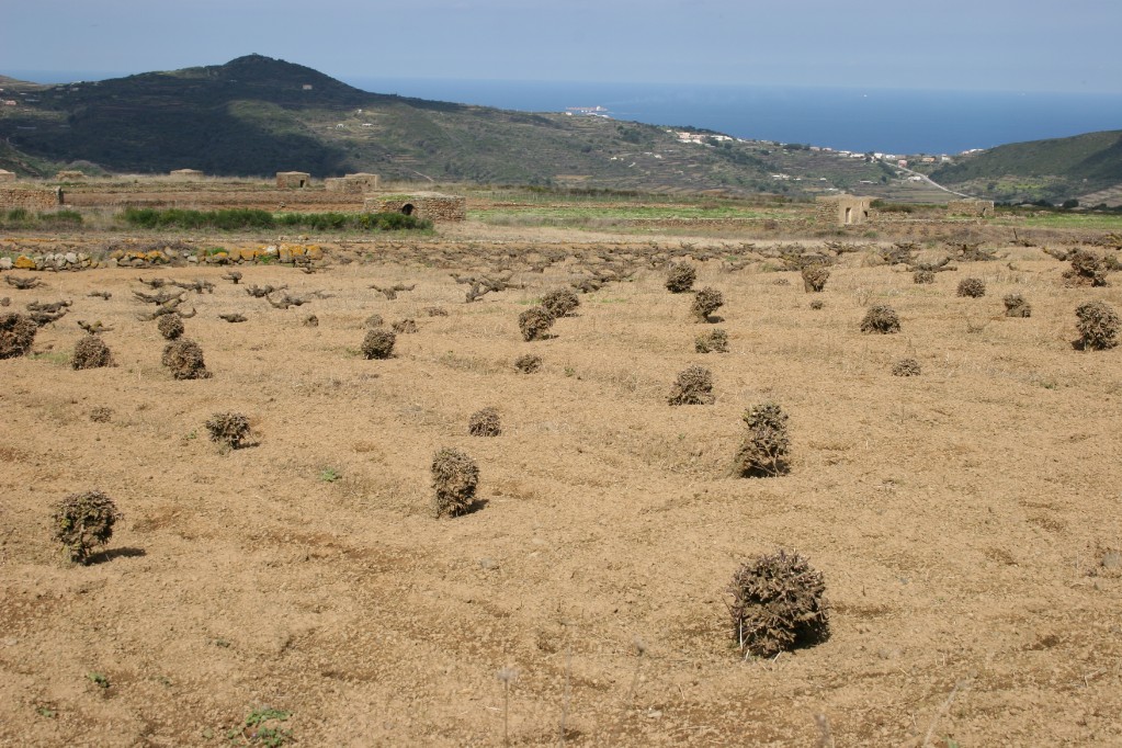 campo di capperi a Pantelleria in inverno