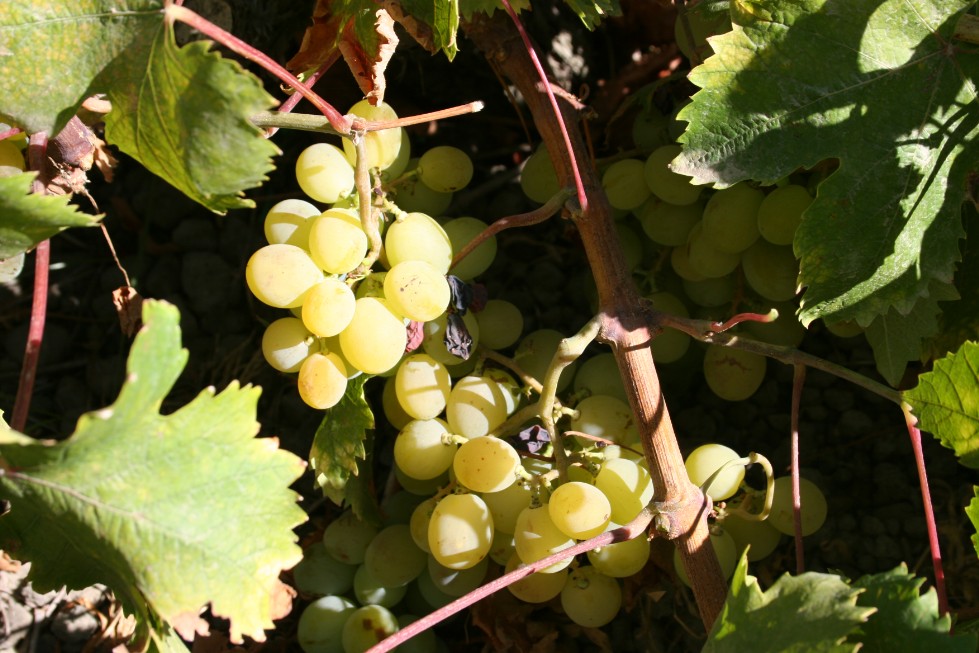 Pantelleria- foto dell'uva di zibibbo